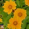 Résultat d’images pour Coreopsis grandiflora Sunray