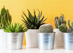 Image result for Indoor Cactus Types