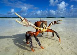 Image result for Crab in Ocean