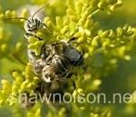 Image result for Abeja Beekeeper's White