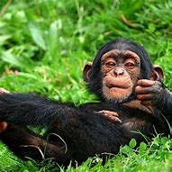 Image result for Chimpanzee PFP