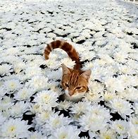 Image result for Cat Handing You Flowers