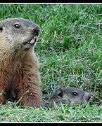 Image result for Groundhog Family