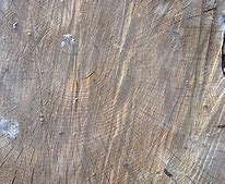 Image result for Tree Wood Grain Texture