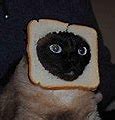 Image result for Bread Cat Meme