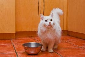 Image result for Pure White Cat Neck
