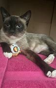 Image result for Snowshoe Siamese