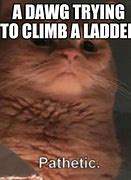 Image result for Pathetic Cat Meme Template