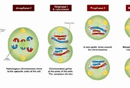 Image result for Difference Between Mitosis and Meiosis