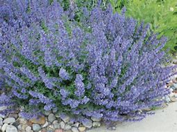 Image result for Nepeta faassenii Walkers Low