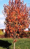 Image result for Malus Tschonoskii