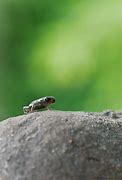 Image result for Sand Frog