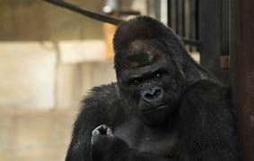 Image result for AAA Gorilla