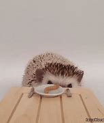Image result for Hedgehog Eating