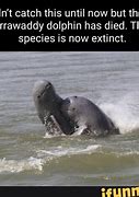 Image result for Irrawaddy Dolphin Memes