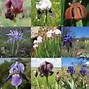 Image result for Iris Flower co-Lord