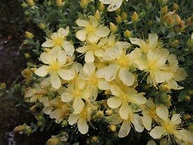 Image result for Hypericum olymp. Citrinum