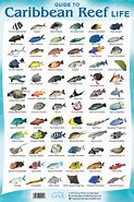 Image result for Tropical Fish Identification