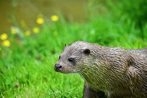 Image result for Otters Sleeping