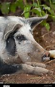 Image result for Uganda Pig Pen