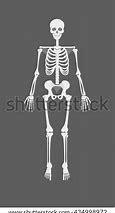 Image result for Human Skeleton ClipArt