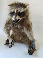 Image result for Crazy Raccoon Meme