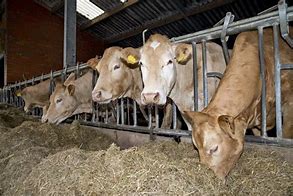 Image result for Cows Eating Cereal