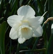 Image result for Narcissus Broughshane
