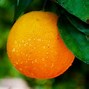 Image result for Eating Orange