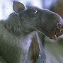 Image result for Rare Bat Species Germany