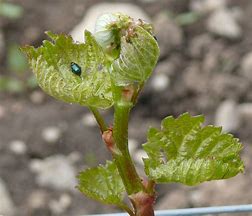 Image result for "grape-flea-beetle"