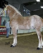 Image result for Belgian Draft Horse Coat Colors