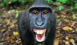 Image result for Funny Monkey Desktop Backgrounds