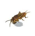 Image result for Semi-Transparent Mole Cricket