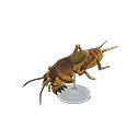 Image result for A Mole Cricket