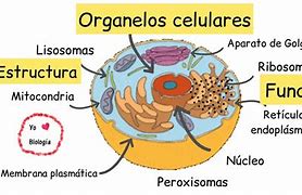 Image result for Organelos Celulares