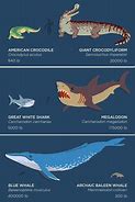 Image result for Animal Size Comparison Chart
