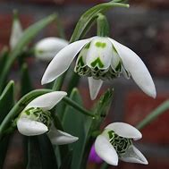 Image result for Galanthus Ballerina