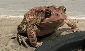 Image result for Cane Toad Funny