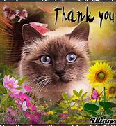 Image result for Cat Says Thank You