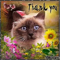 Image result for Thank You so Much Cat Meme