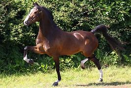 Image result for Hackney Horse