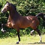 Image result for Hackney Horse Breed