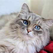 Image result for Pet Cat