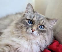 Image result for Great Pet Cats