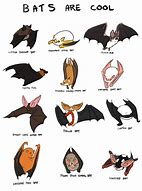 Image result for Different Bat Species
