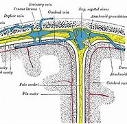 Image result for Two Laminae of Dura Mater