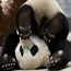 Image result for Baby Panda Bear Desktop Wallpaper