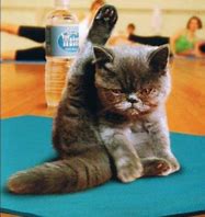 Image result for Funny Yoga Cat Poses