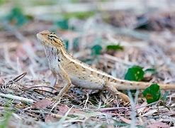 Image result for Gray Colored Lizard